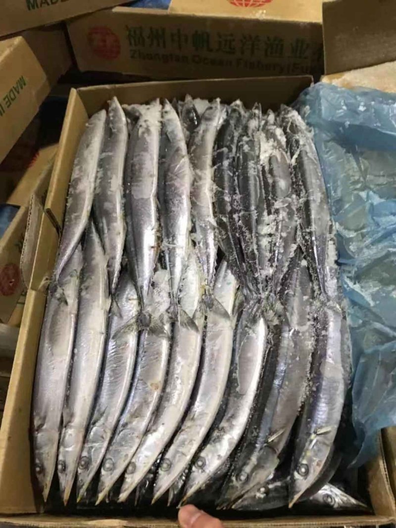 刀鱼进口刀鱼3号刀鱼新鲜刀鱼西非