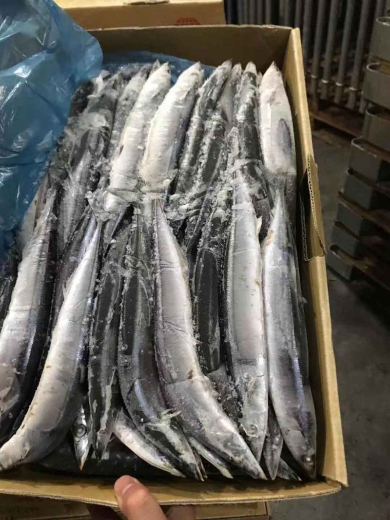 刀鱼进口刀鱼3号刀鱼新鲜刀鱼西非