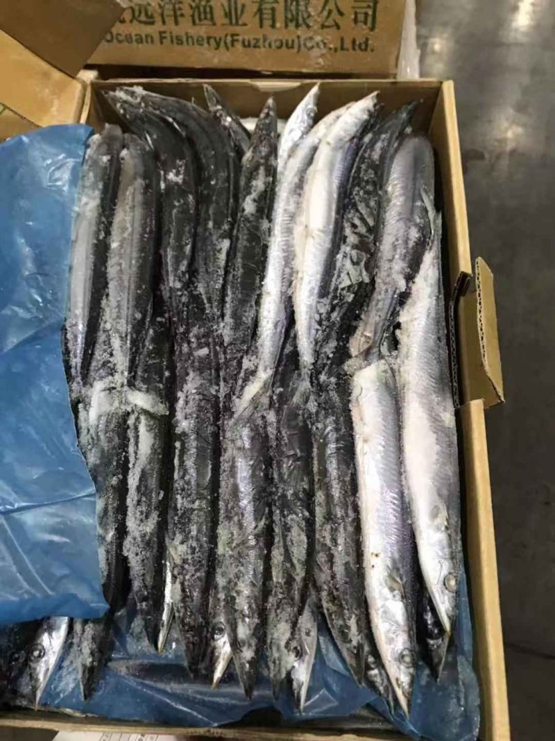 刀鱼进口刀鱼3号刀鱼新鲜刀鱼西非