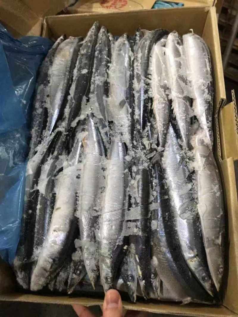 刀鱼进口刀鱼3号刀鱼新鲜刀鱼西非