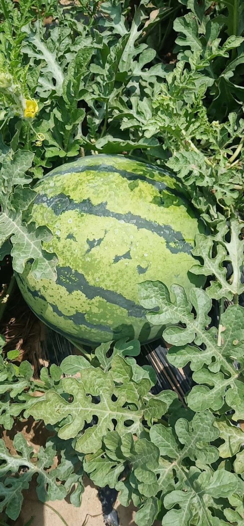河南省祥符区美都🍉西瓜大量供应