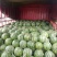 河南省祥符区美都🍉西瓜大量供应