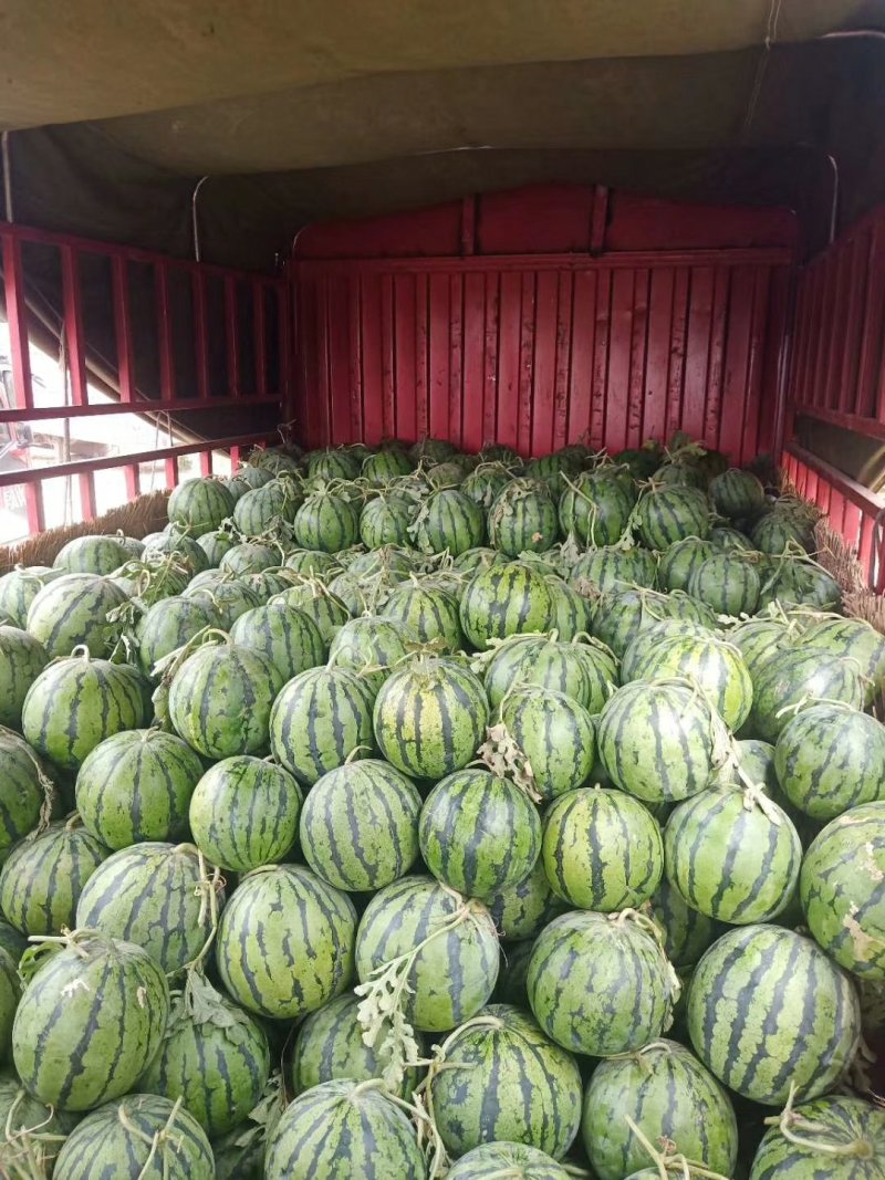 河南省祥符区美都🍉西瓜大量供应