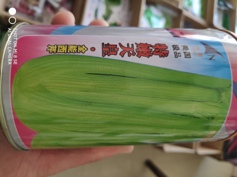芹菜种子一特嫩天皇全能西芹王