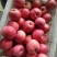 冷库苹果价格行情便宜了口感脆甜色泽光艳质量杠杠滴