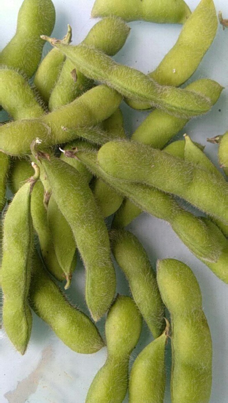 绿秋毛豆，质量好，青绿饱满每日有2万斤，欢迎订购