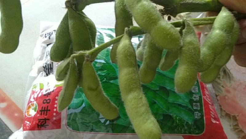 绿秋毛豆，质量好，青绿饱满每日有2万斤，欢迎订购