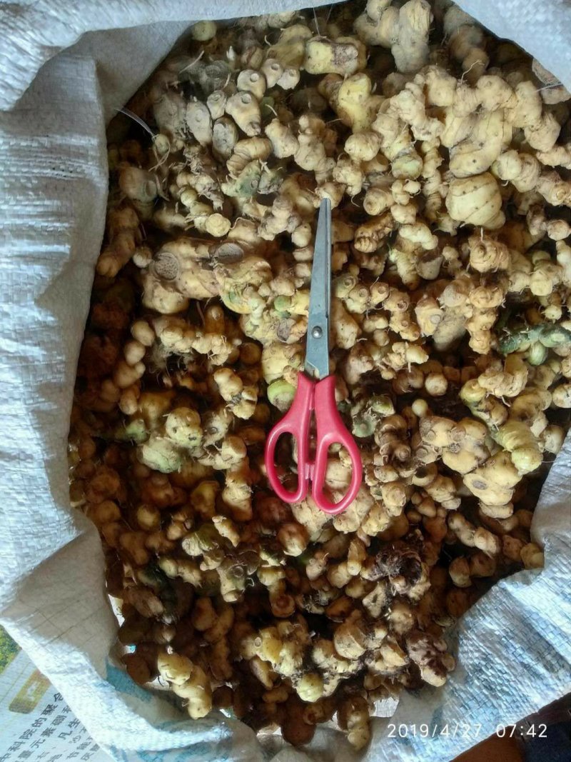 贵州铜仁泡酒煲汤滋补食材生鲜姜形甜黄精干品鸡头黄精去须根