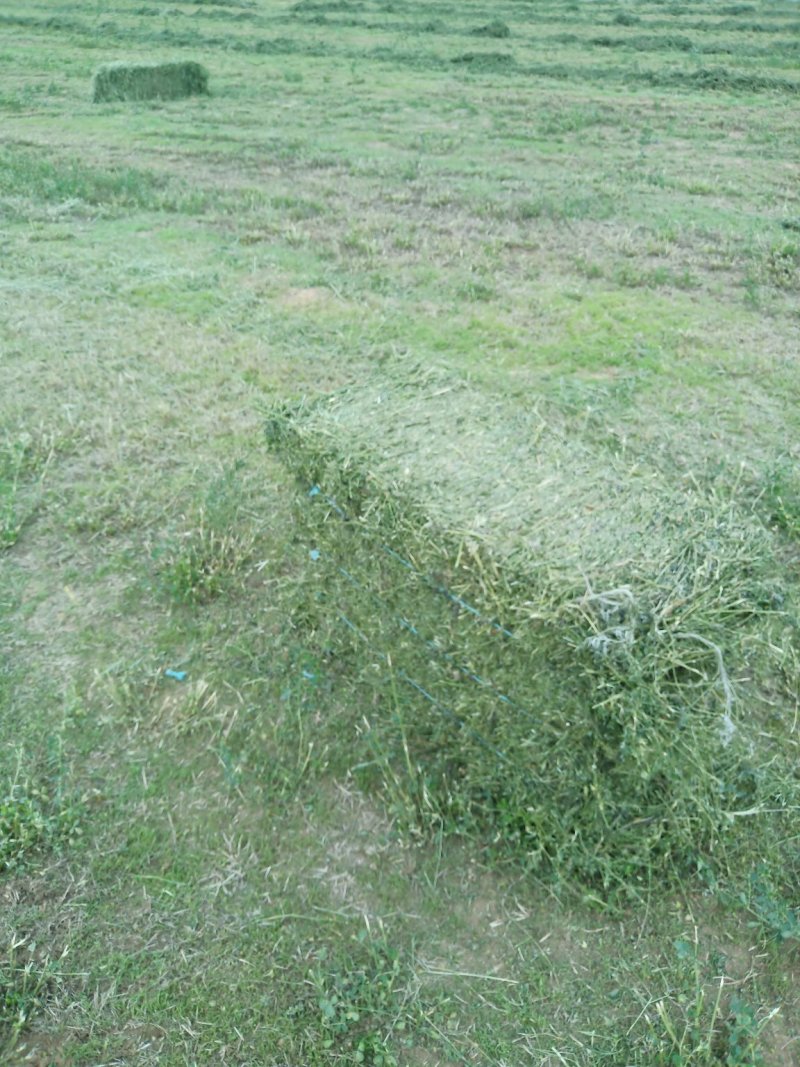 苜蓿草