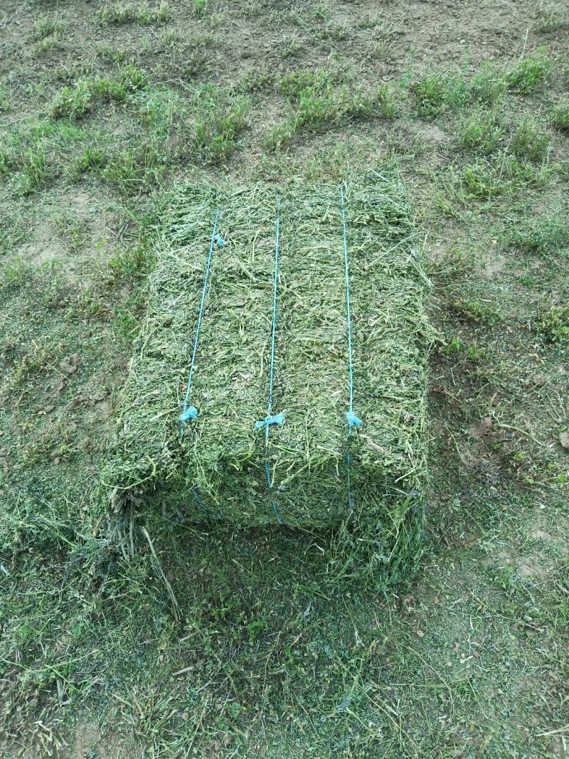 苜蓿草