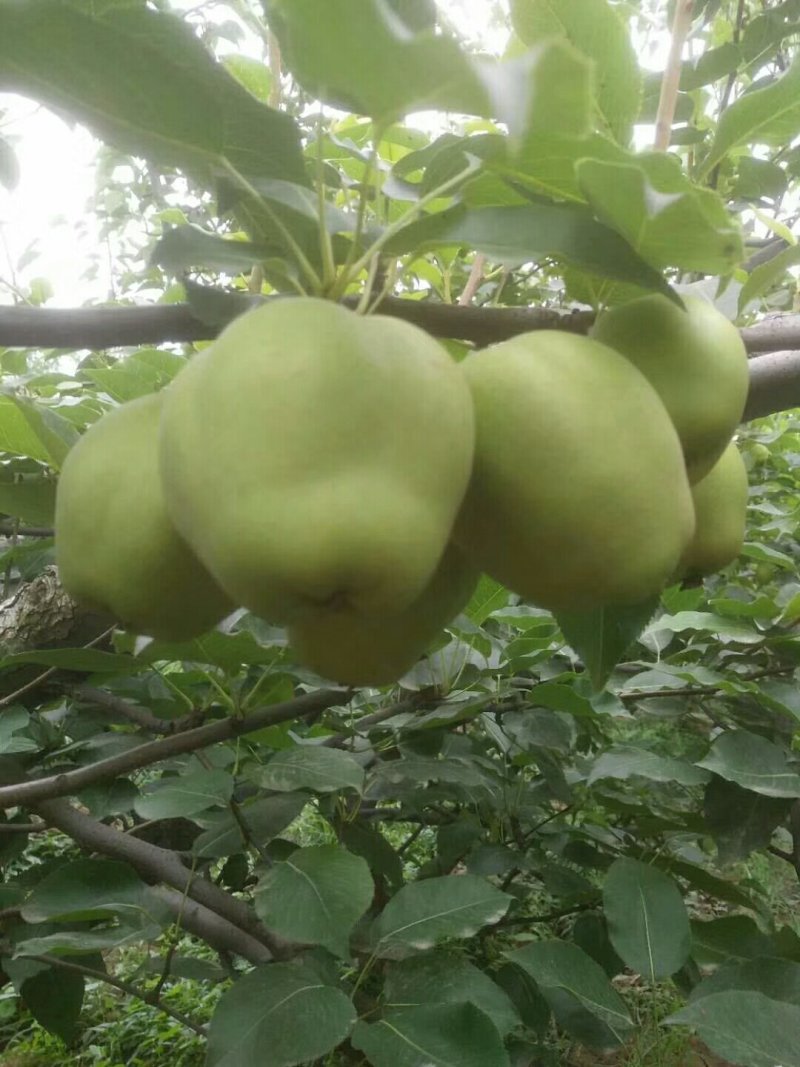 早熟梨大量上市