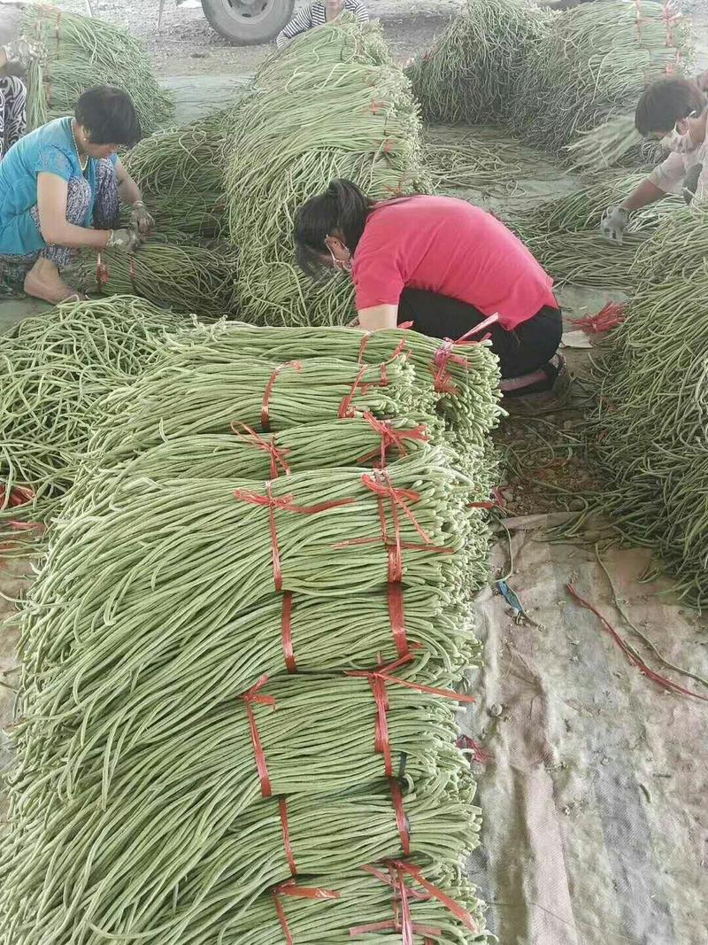 豆角江苏沛县青条豆角豇豆60厘米以上加工厂市场