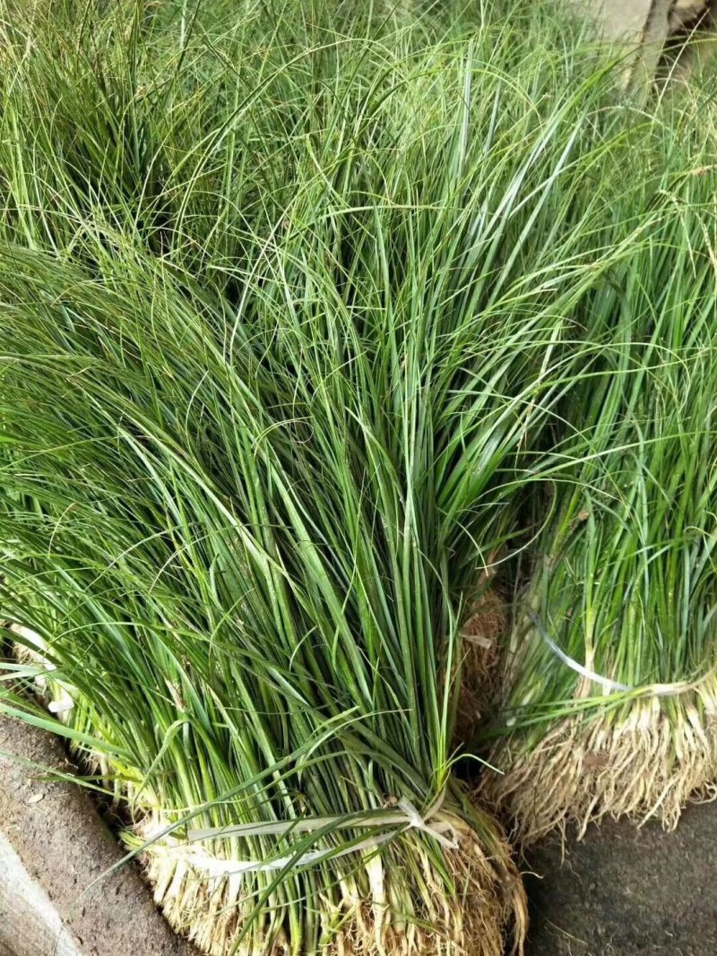知母苗，药材种苗产地发货，一手货源，货真价实，假一赔十