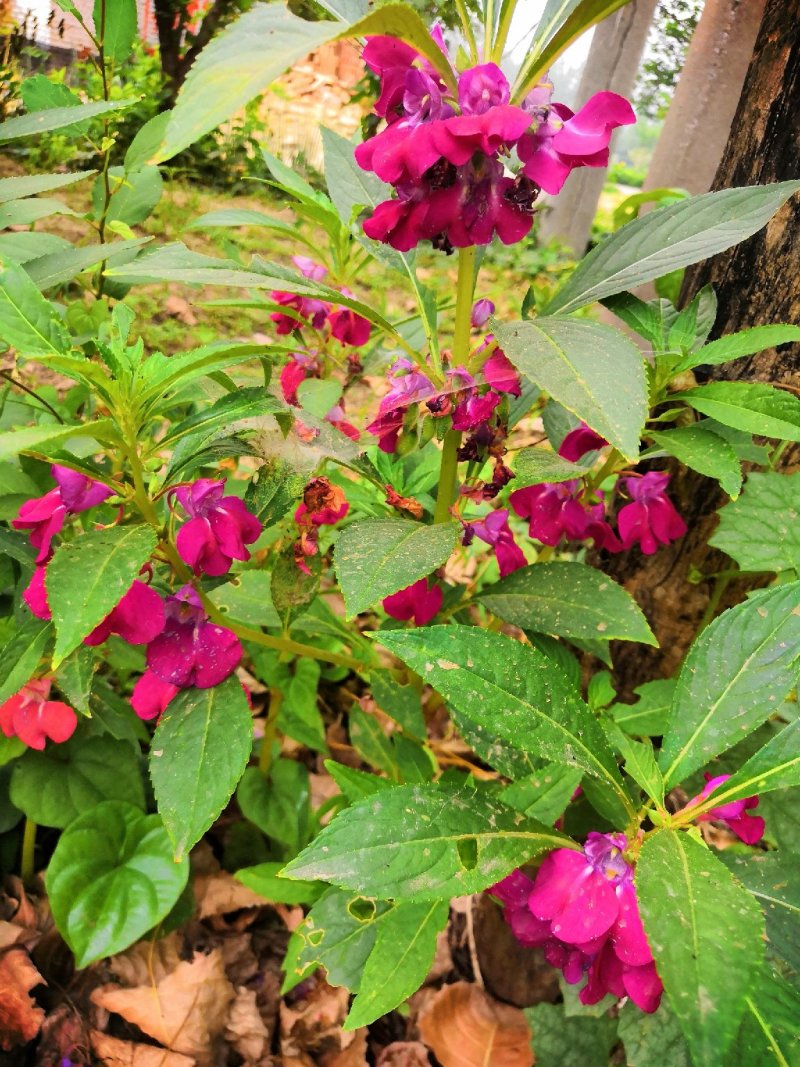 急性子，凤仙花（又名透骨草）！！！！！！！！
