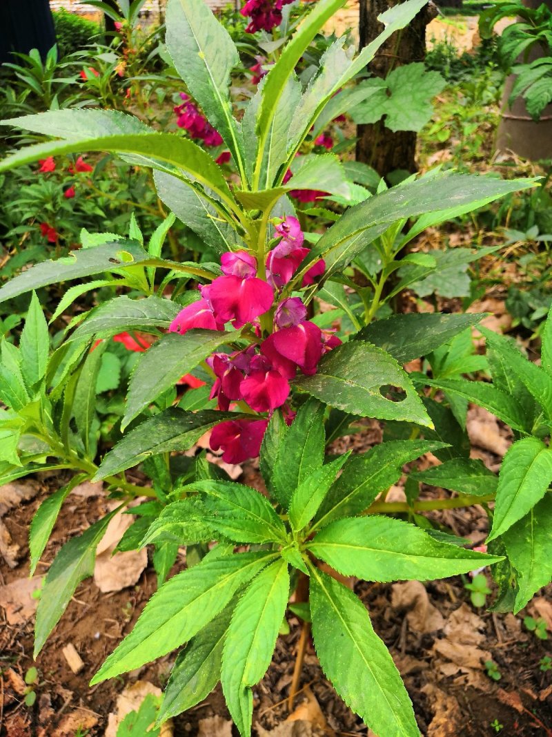 急性子，凤仙花（又名透骨草）！！！！！！！！