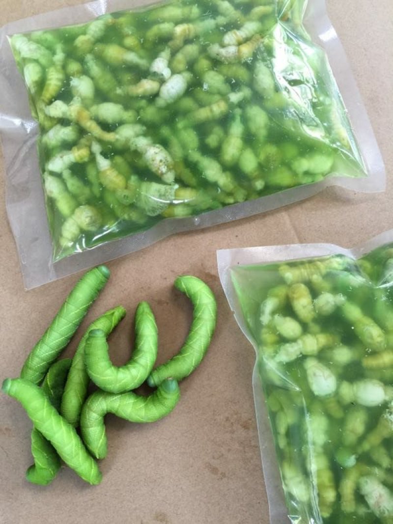 天然豆虫