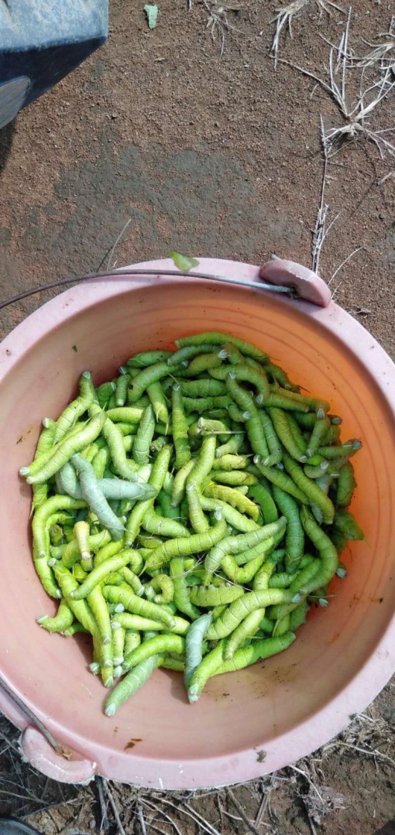天然豆虫