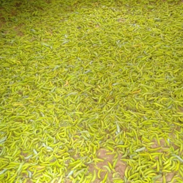 天然豆虫