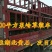 郴州回生园林8万亩草皮基地
