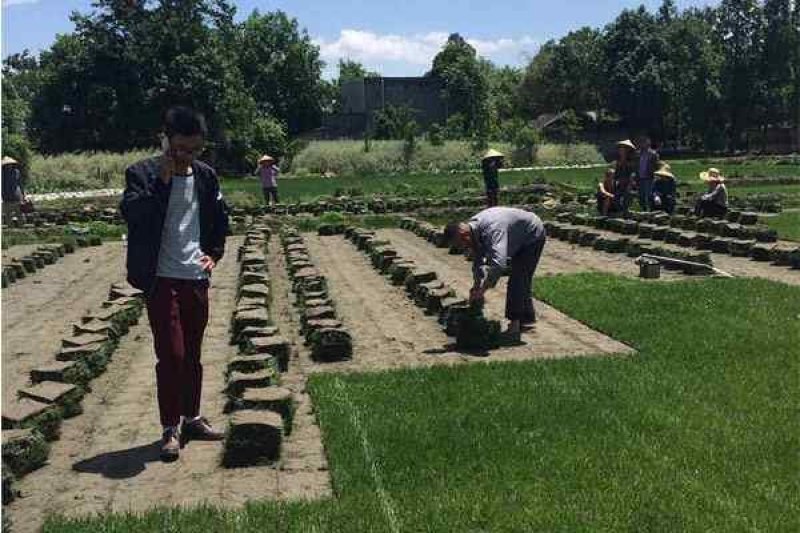郴州回生园林8万亩草皮基地