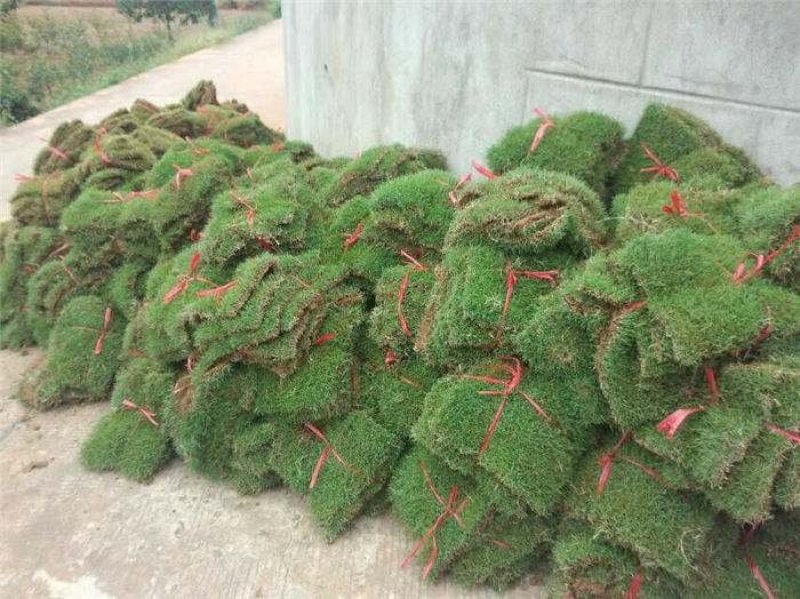郴州回生园林8万亩草皮基地