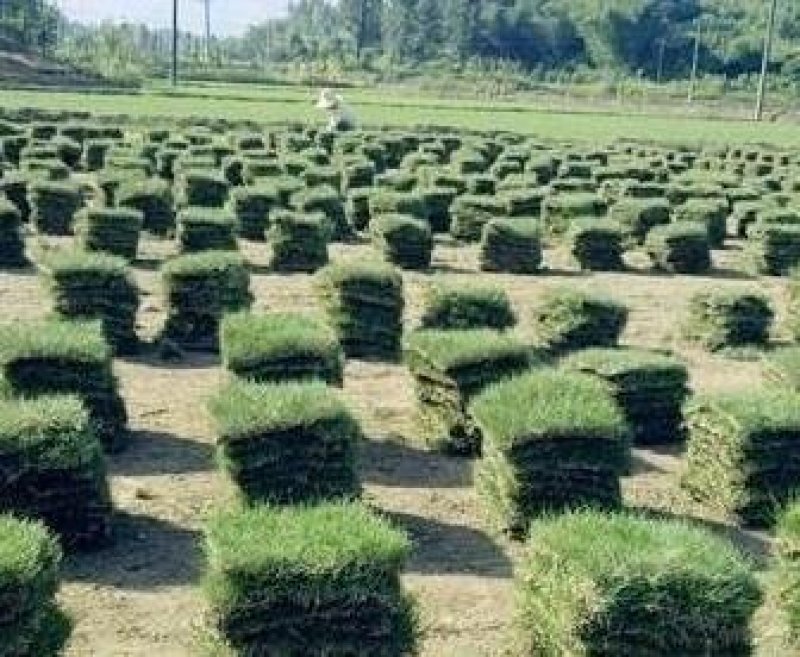 郴州回生园林8万亩草皮基地