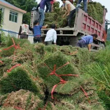 郴州回生园林8万亩草皮基地