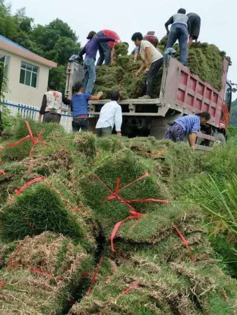 郴州回生园林8万亩草皮基地