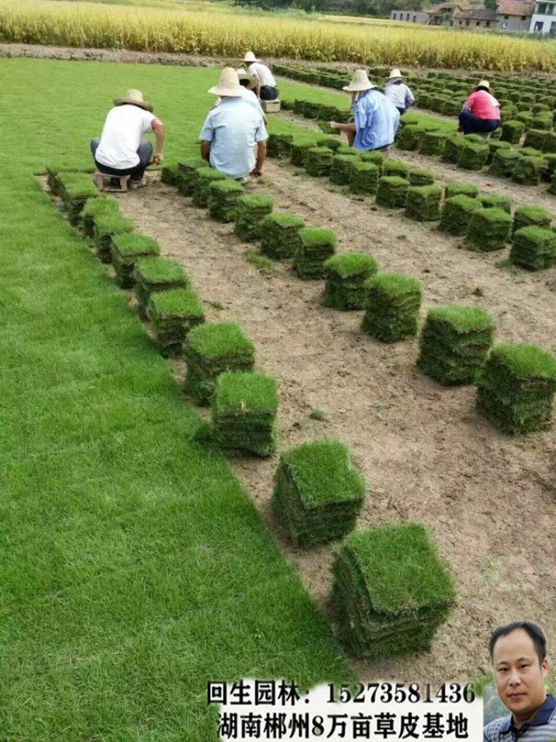 郴州回生园林8万亩草皮基地