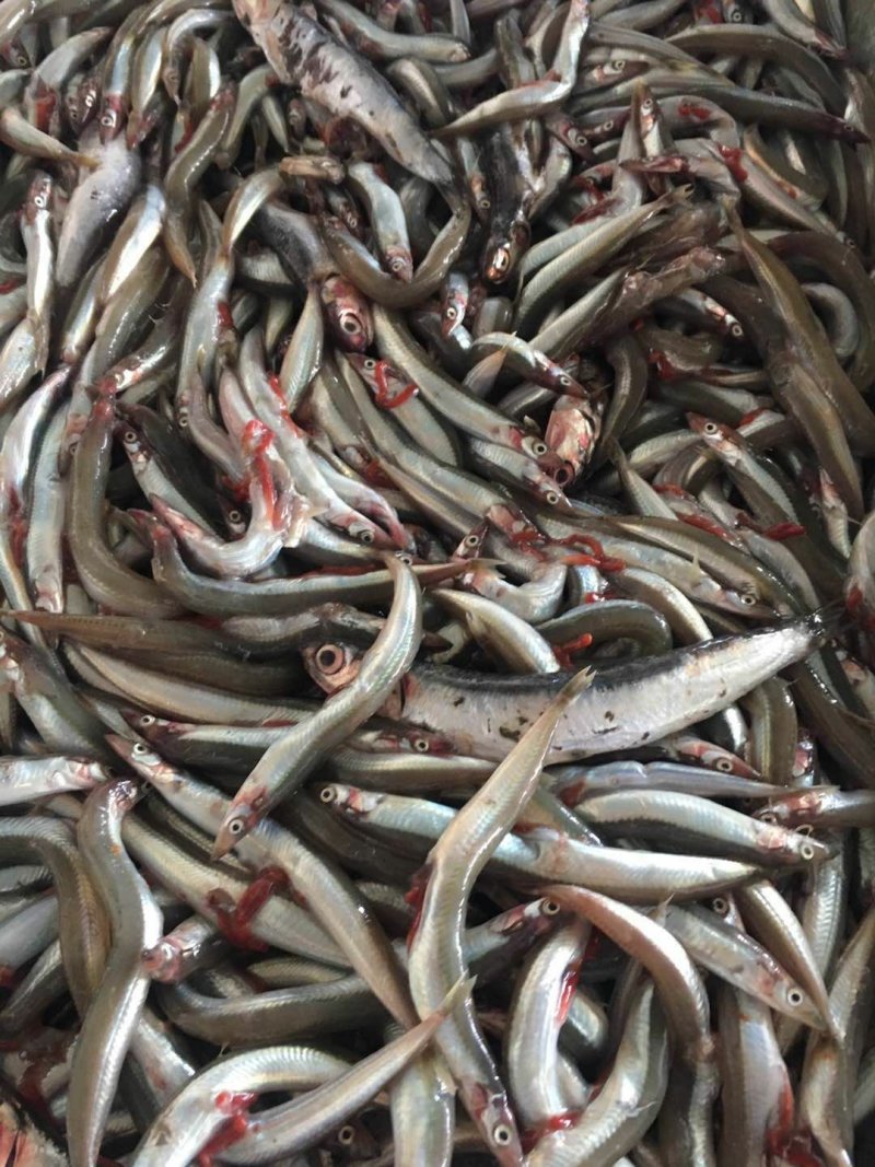 沙里钻饲料鱼俗称面条鱼沙里钻每板15公斤