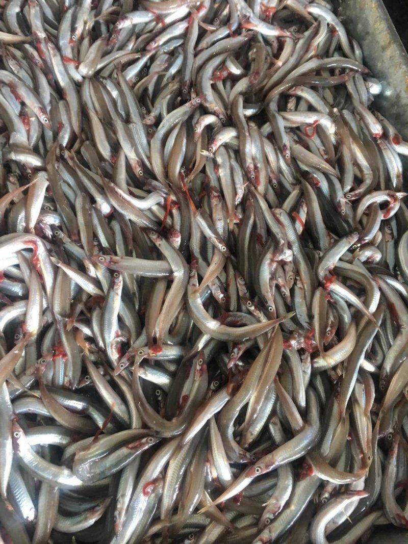 沙里钻饲料鱼俗称面条鱼沙里钻每板15公斤