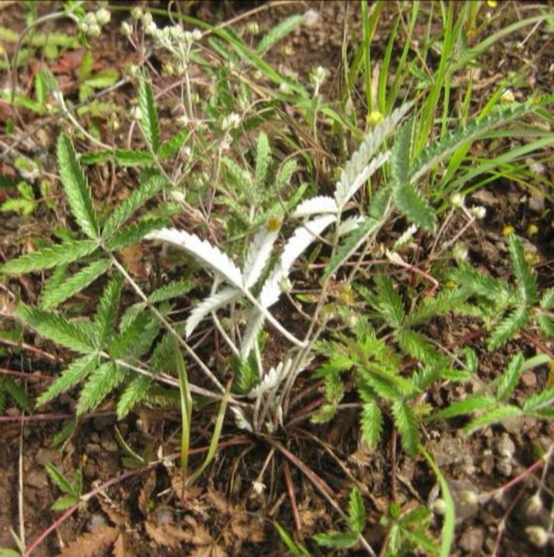 野生翻白草鸡爪参