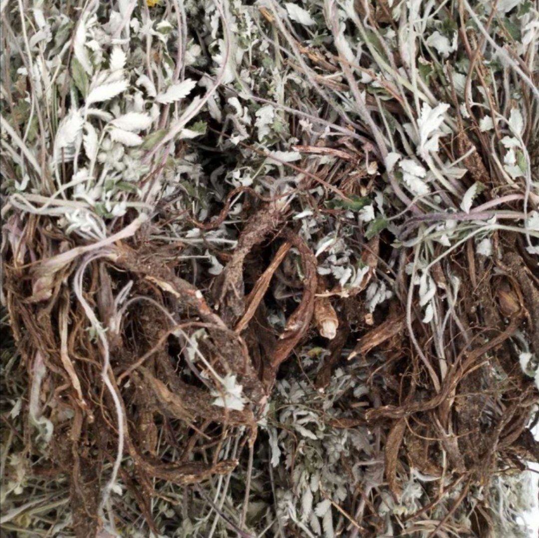翻白草 野生翻白草晒干野生翻白草番百草新鲜中药材