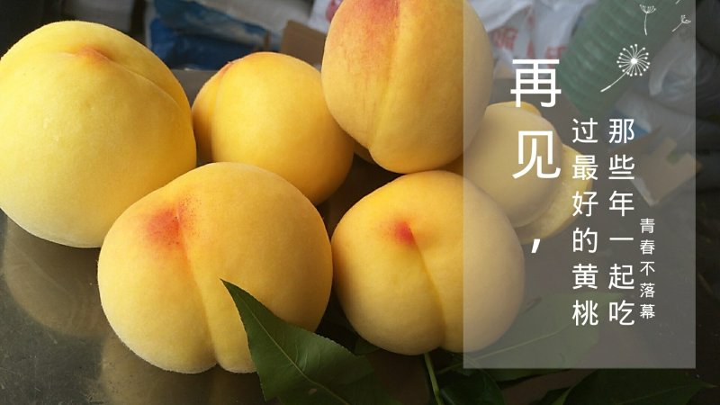 锦绣黄桃、高山奈李、野生八月瓜