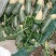 青萝卜