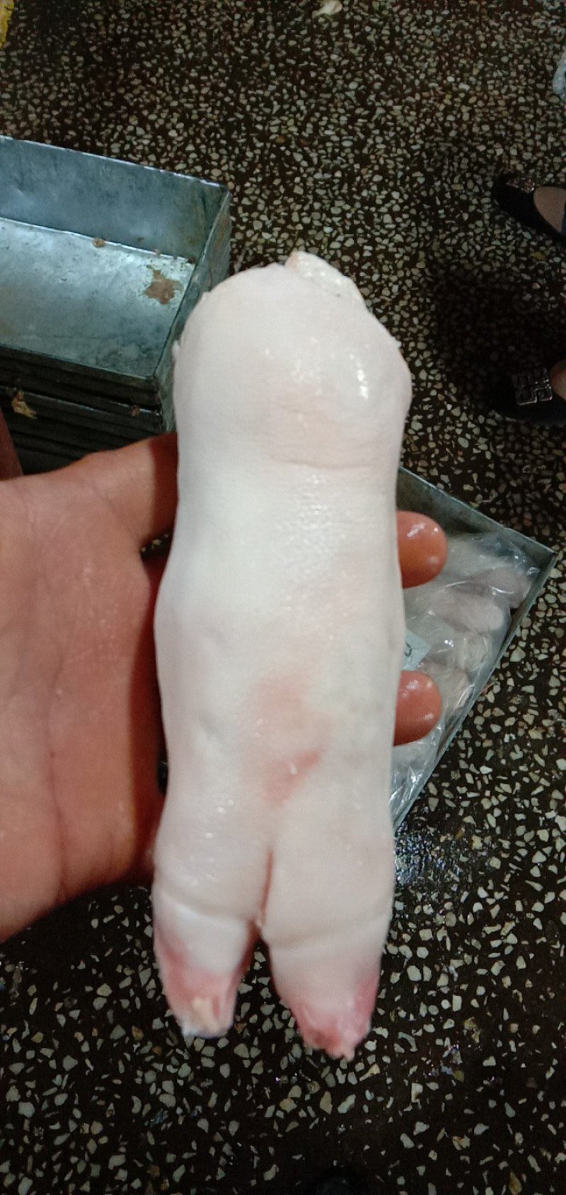 猪蹄