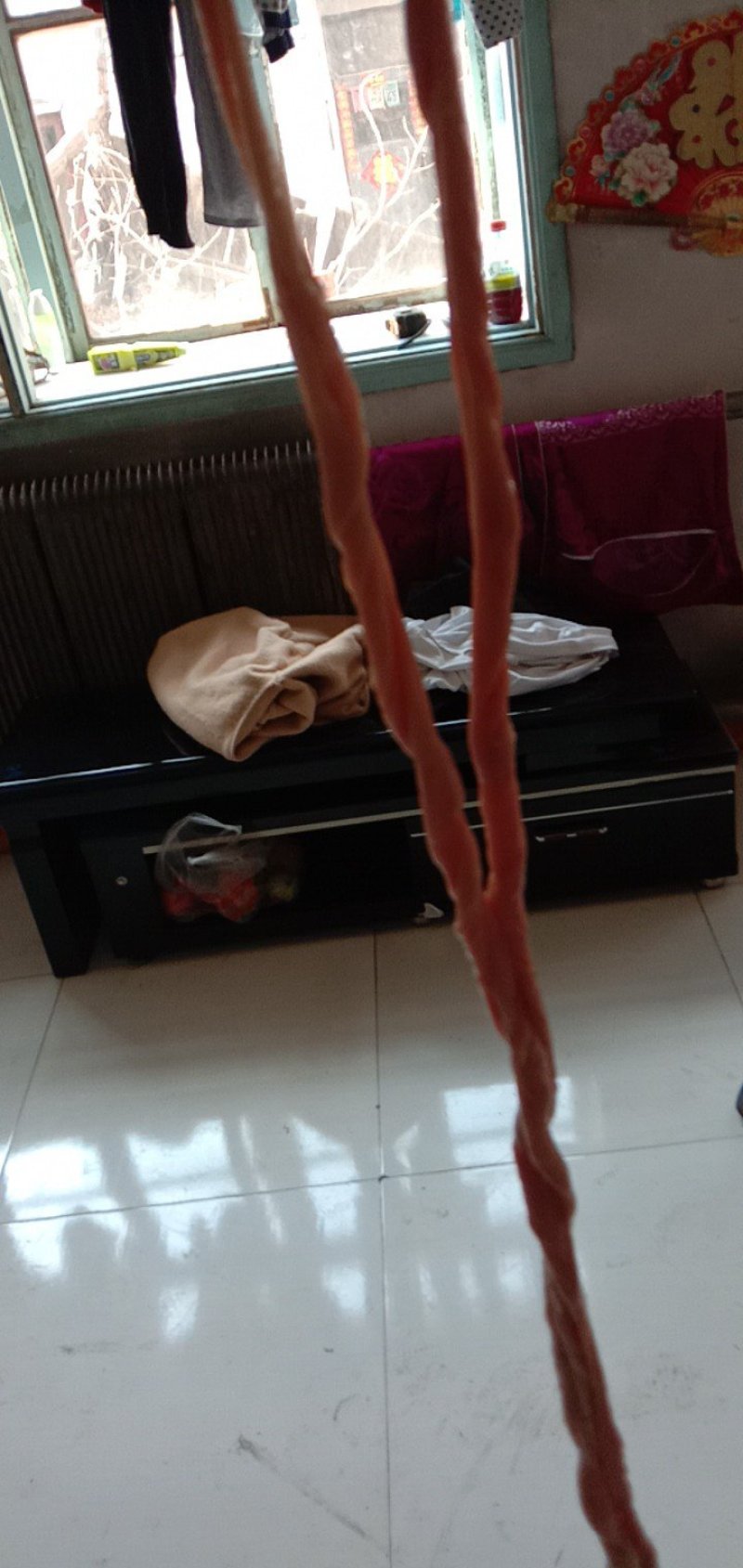 猪小肠