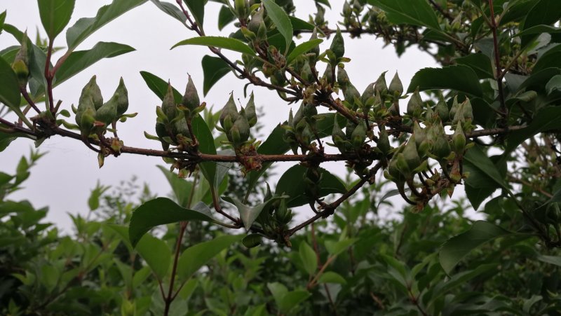 高产药用连翘苗陇县基地直发包技术包回收