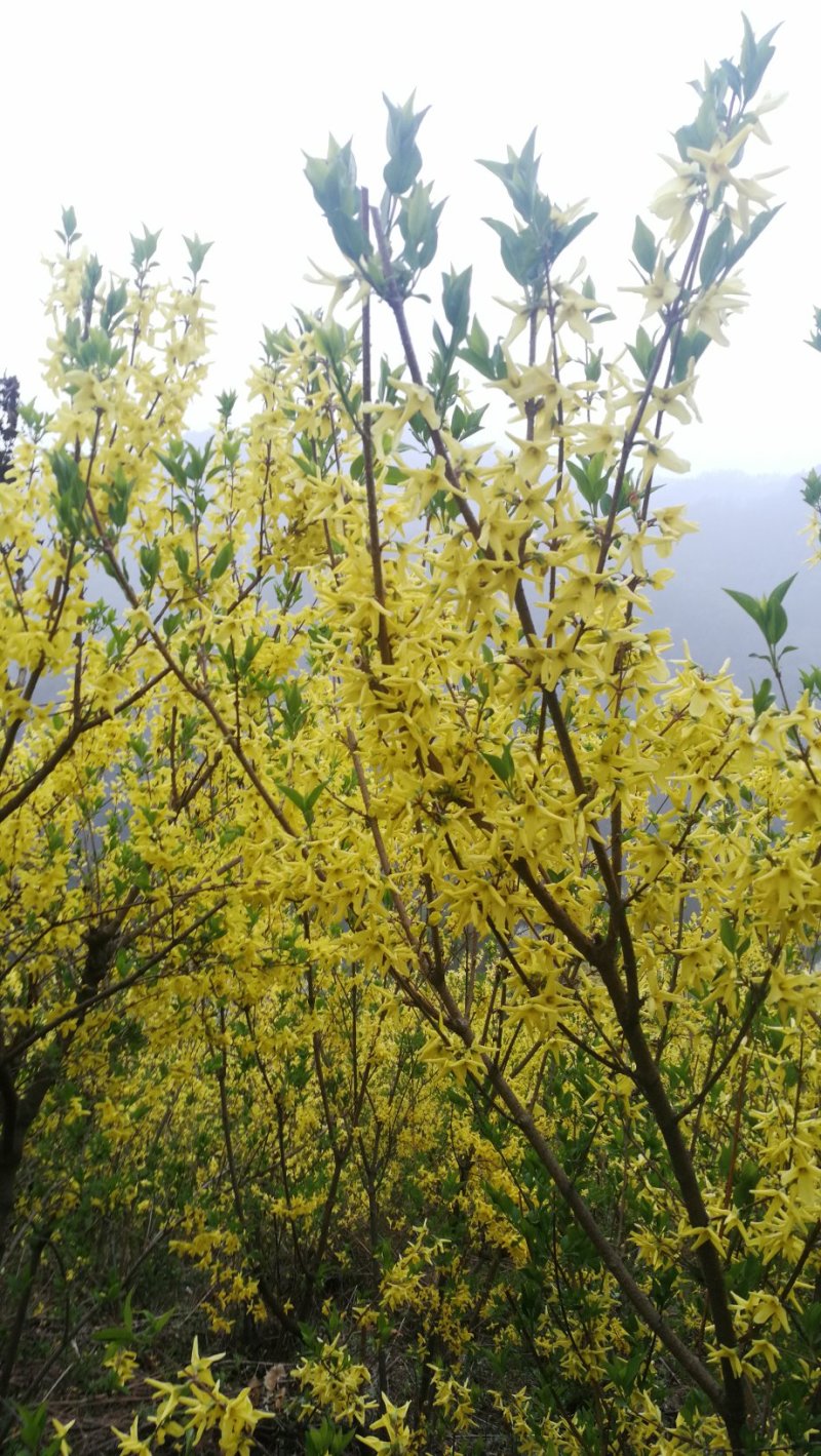 高产药用连翘苗陇县基地直发包技术包回收