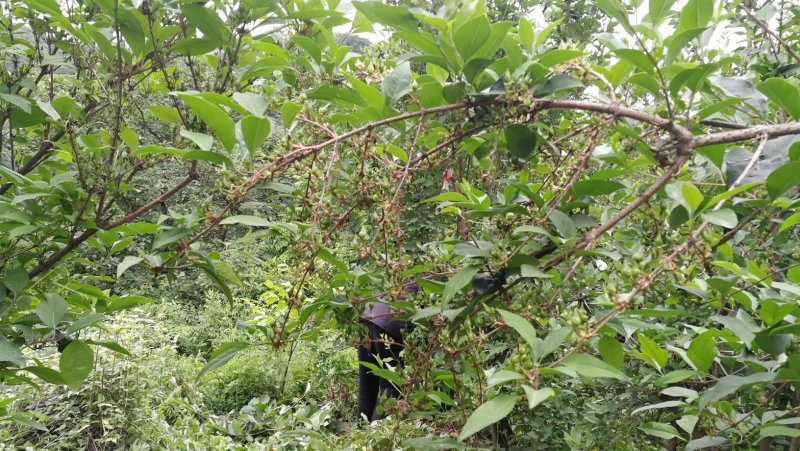高产药用连翘苗陇县基地直发包技术包回收