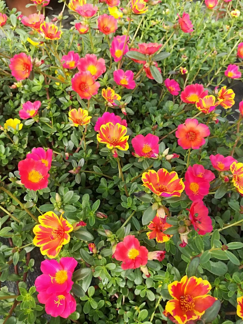 太阳花