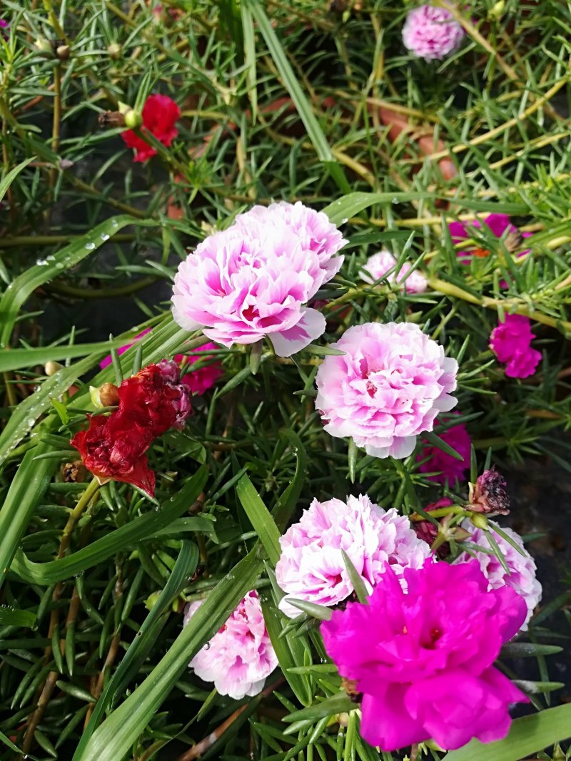 太阳花