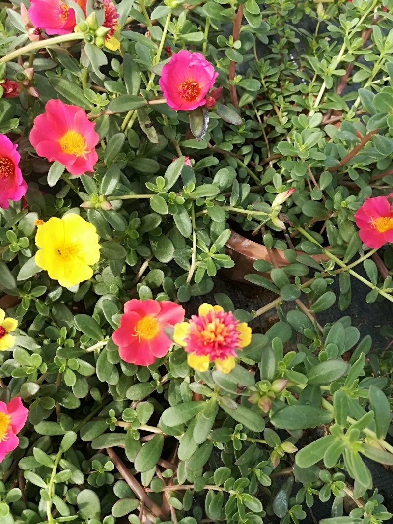 太阳花