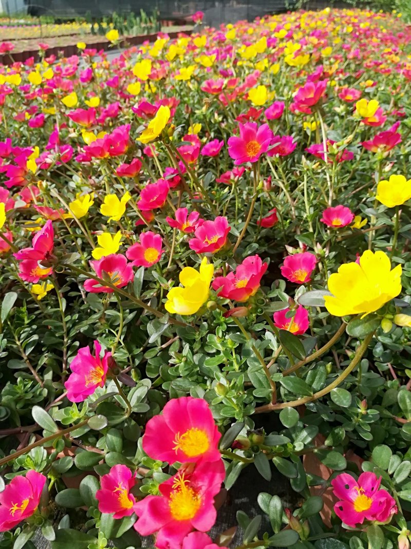 太阳花