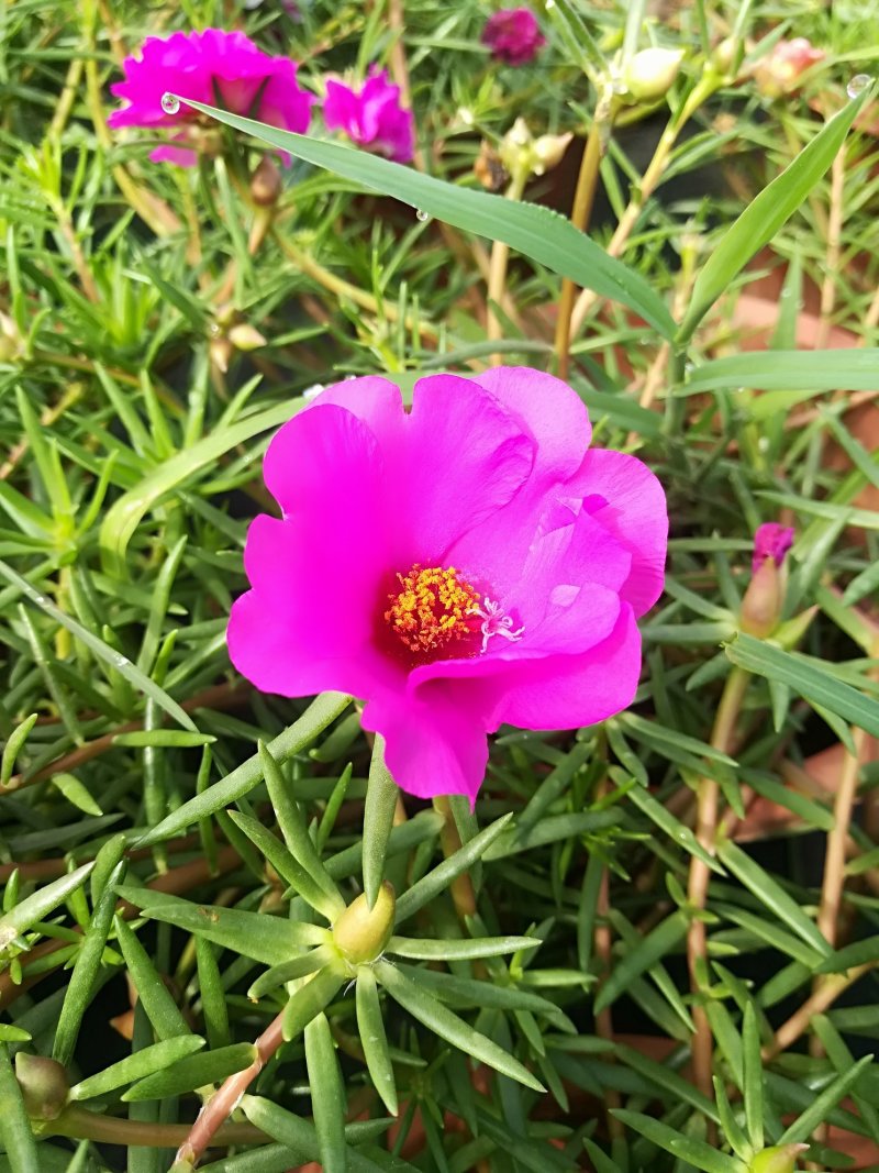 太阳花