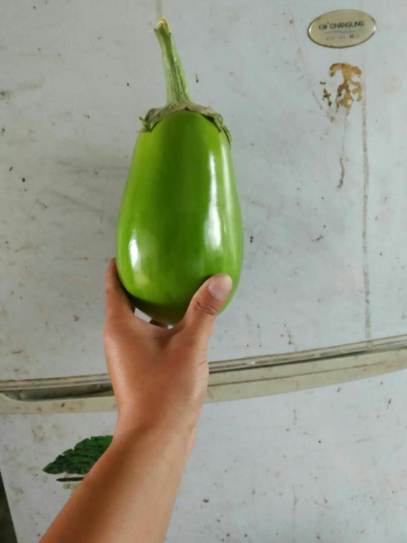 【优质】青茄苗(有嫁接苗、自根苗）抗病强果型大基地直供