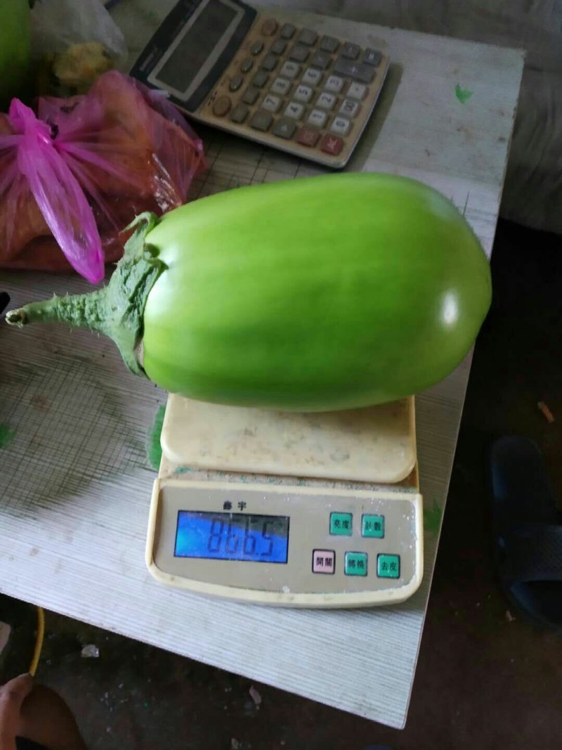 【优质】青茄苗(有嫁接苗、自根苗）抗病强果型大基地直供