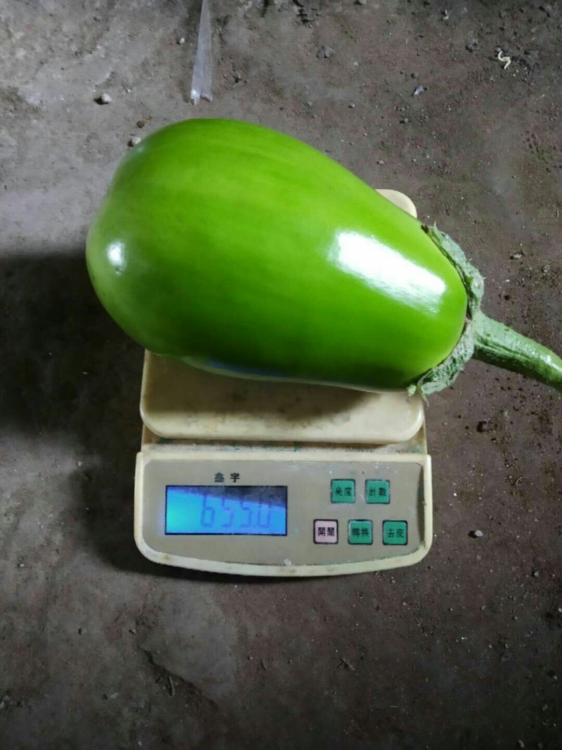 【优质】青茄苗(有嫁接苗、自根苗）抗病强果型大基地直供