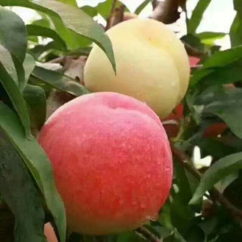 突围水蜜桃大量供应，品质让你吓一跳