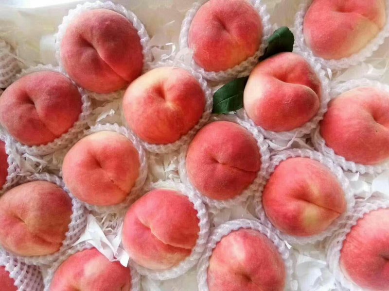 突围水蜜桃大量供应，品质让你吓一跳
